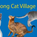 LTL's Guide to Houtong Cat Village Thumbnail