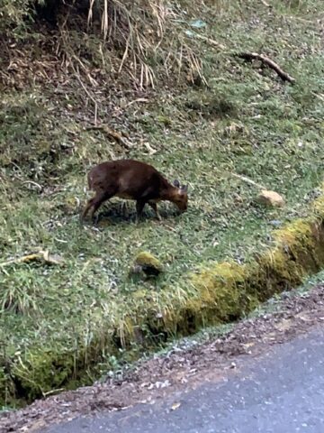 Yushan Wildlife