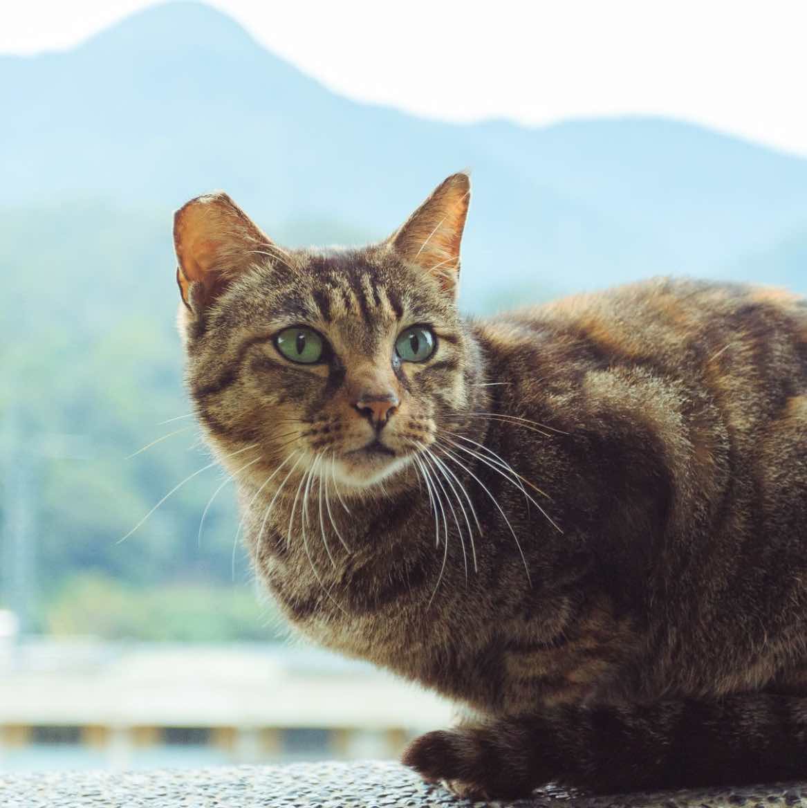 Monkey Cat Village