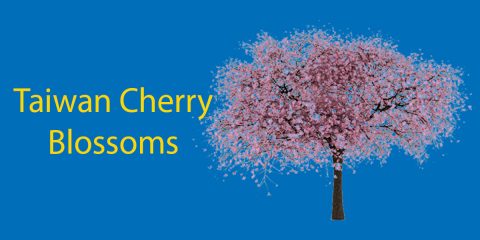 Taiwan Cherry Blossoms 🌸 The Best Places to Catch the Flowers in Taiwan Thumbnail