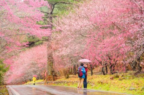 Wuling Farm cherry blossoms