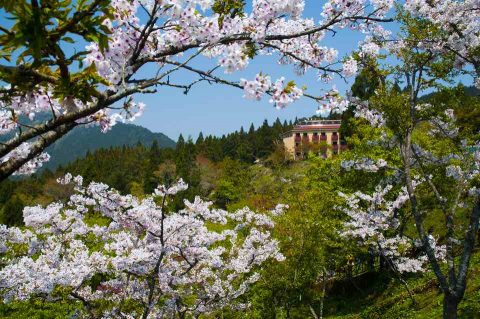 alishan cherry blossoms