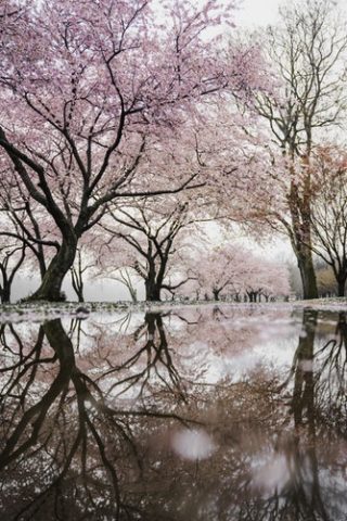 Taiwan Cherry Blossoms - Our Top 5