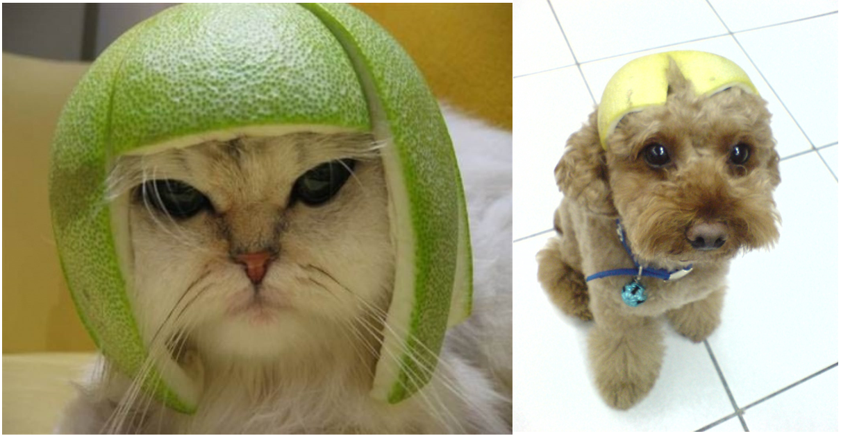 The hat made of pomelo peel is not only for kids but also for....those pets absolutely!